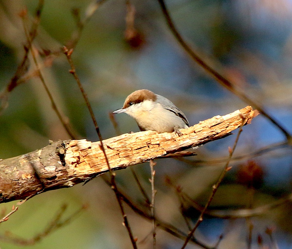 Brown-headed Nuthatch - ML311426831