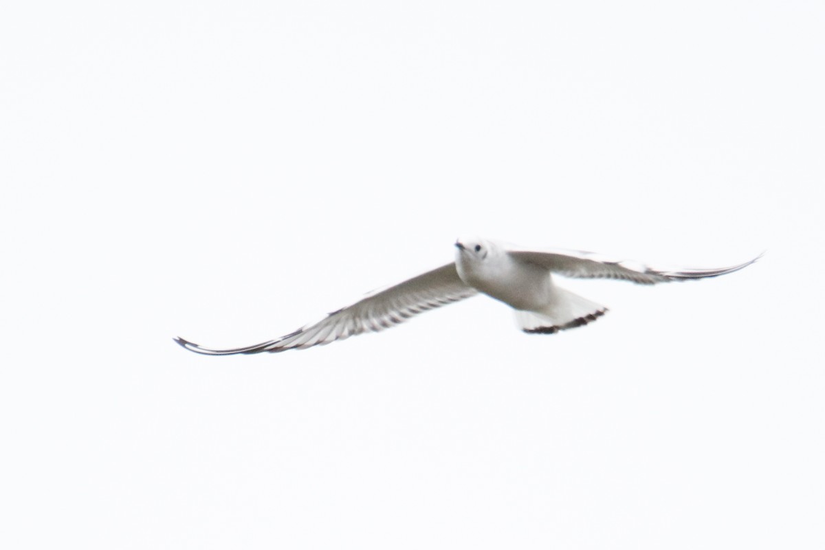 Bonaparte's Gull - Glenn Mitchell