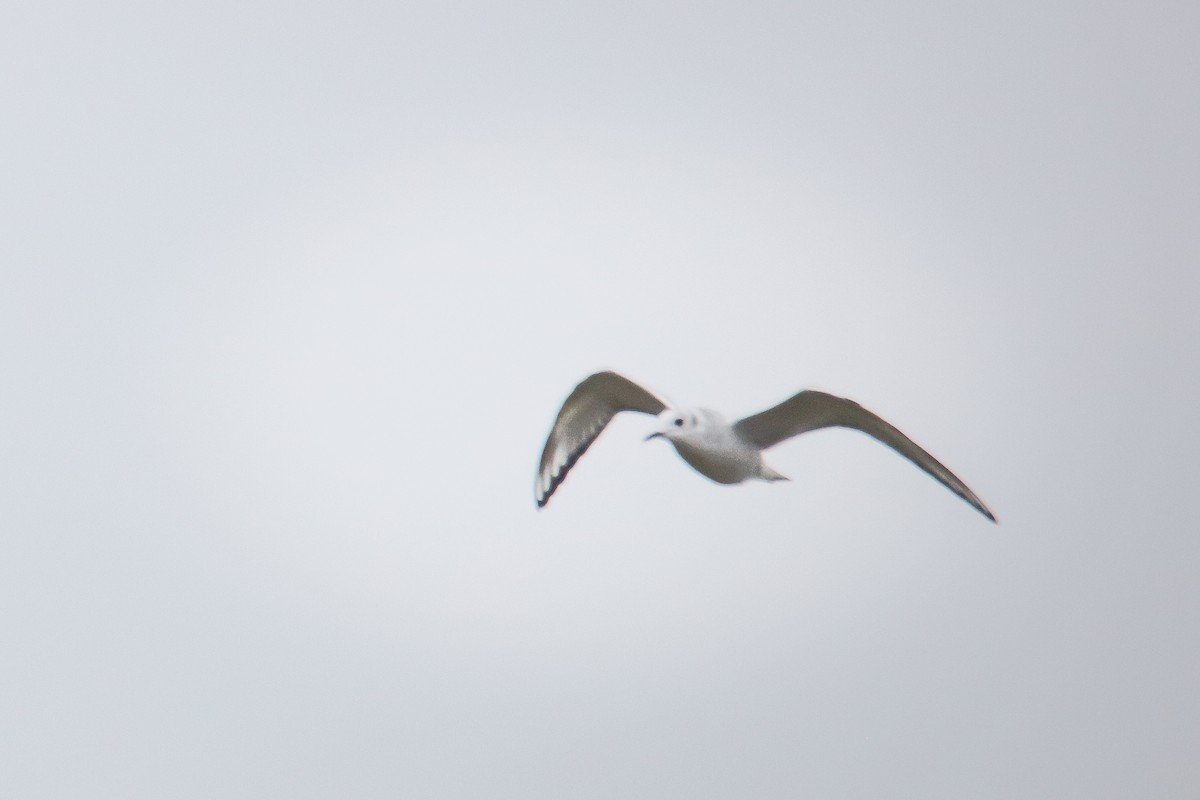 Bonaparte's Gull - Glenn Mitchell