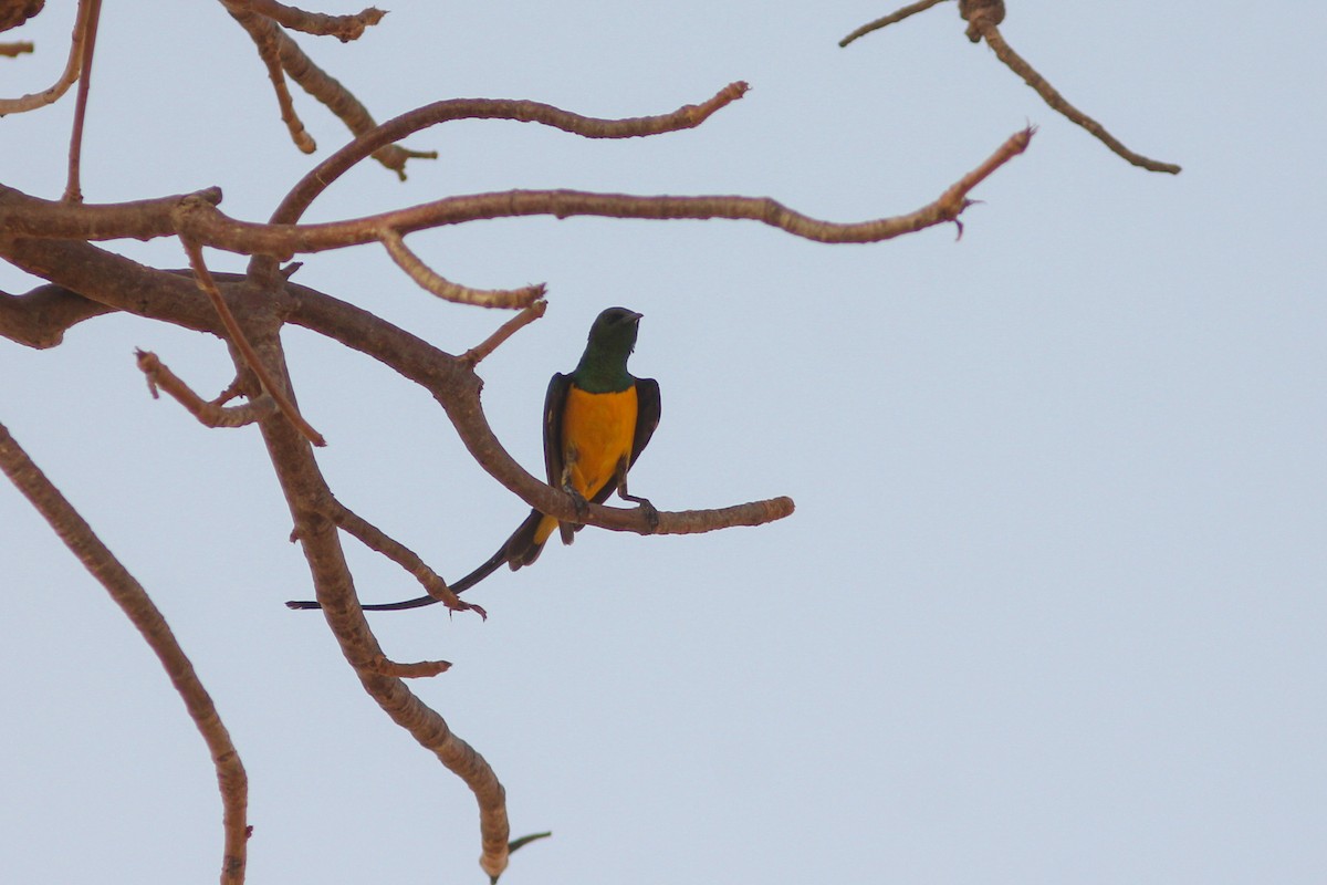 Pygmy Sunbird - ML311428081