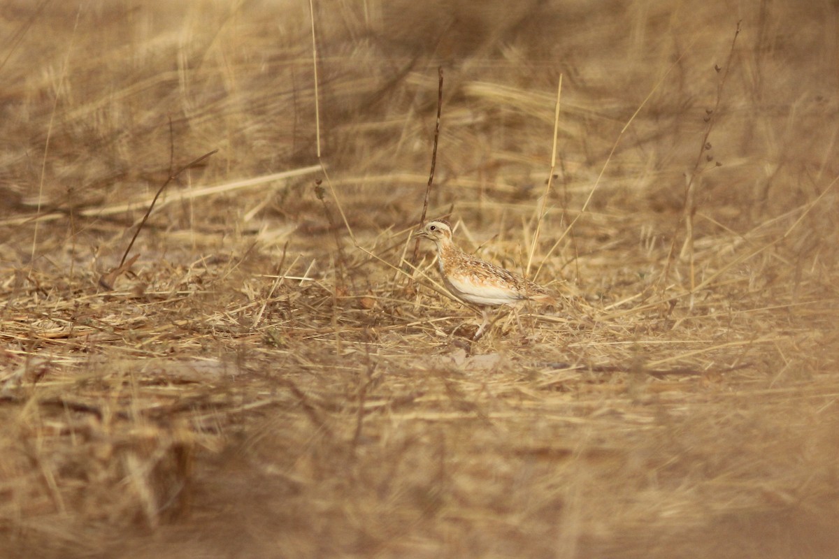 Quail-plover - ML311428251