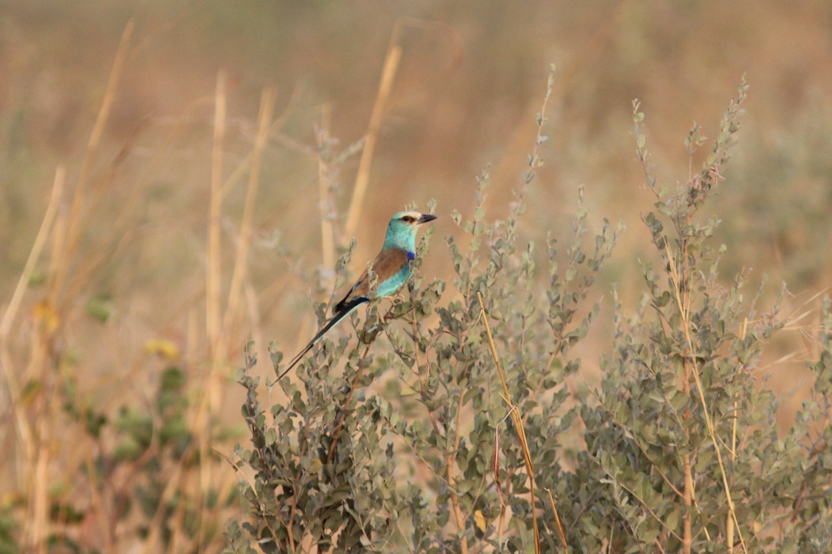 Abyssinian Roller - ML311429101