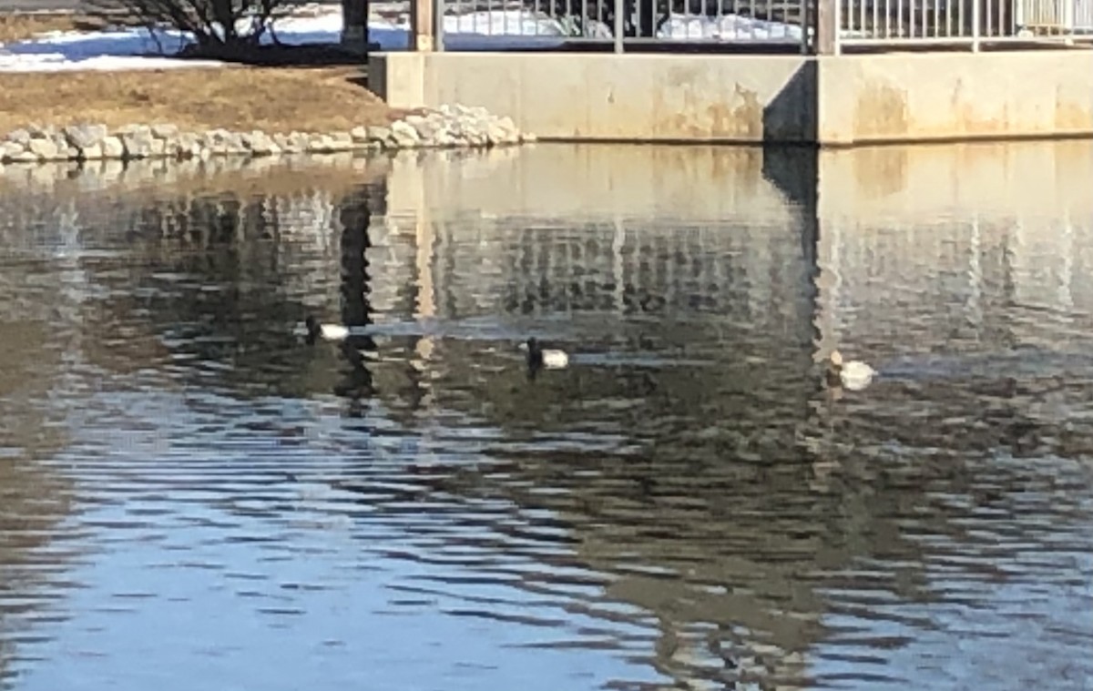 Lesser Scaup - ML311429701