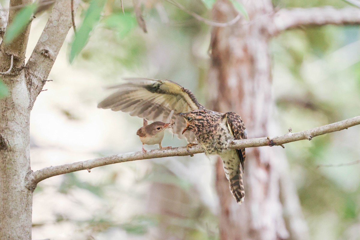 Brush Cuckoo - ML311431311