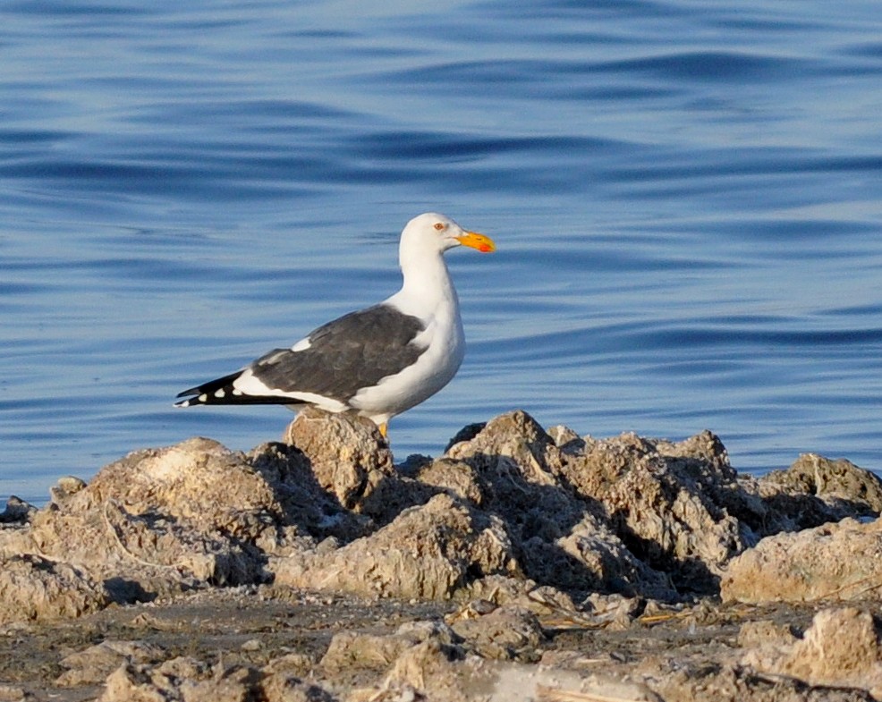 Yellow-footed Gull - ML311432381
