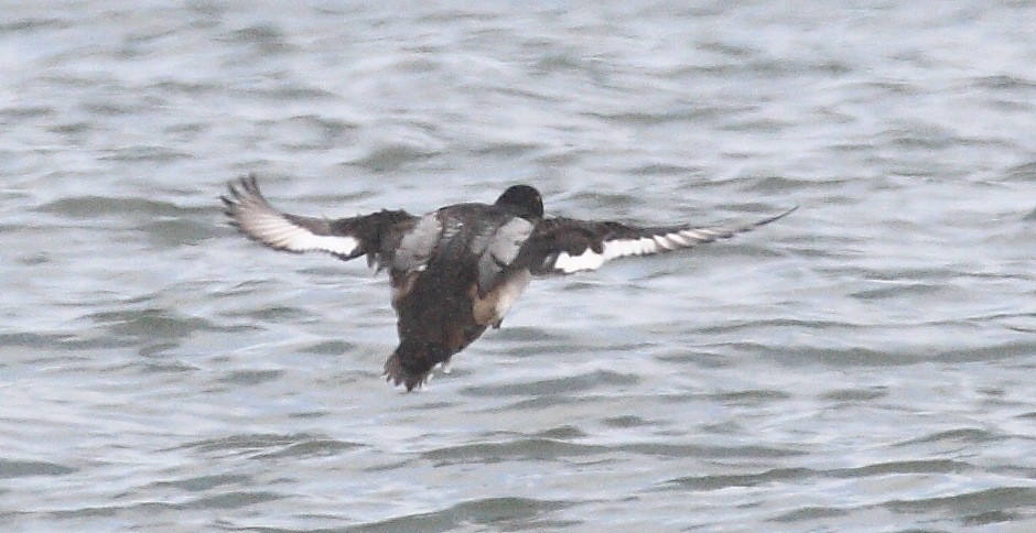 Greater Scaup - ML311432711