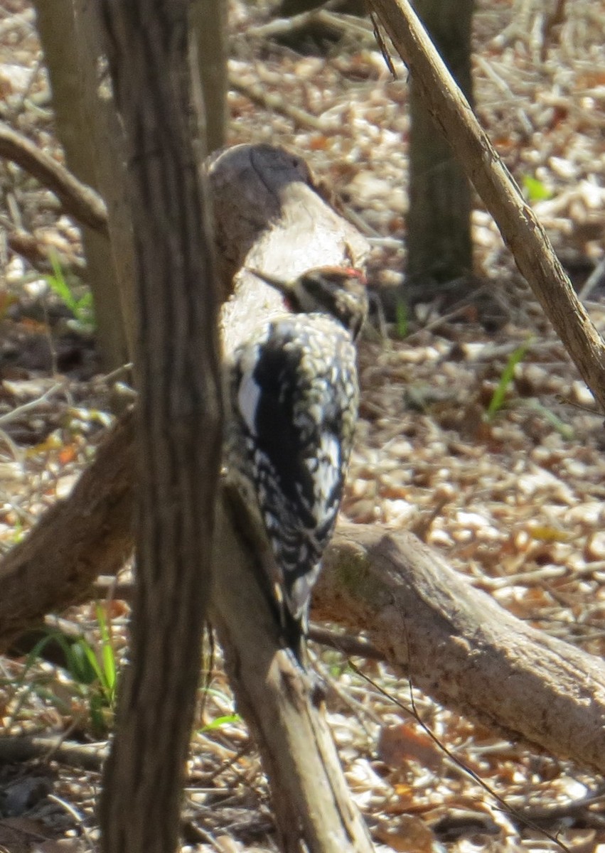 Yellow-bellied Sapsucker - ML311434011