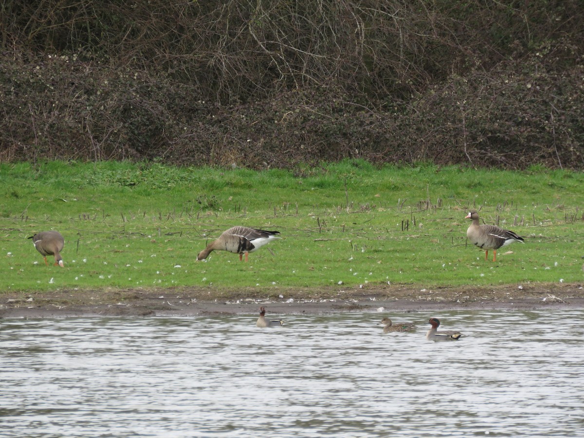 Greater White-fronted Goose (Eurasian) - ML311437931