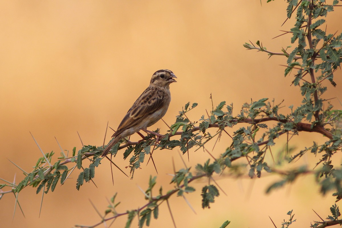 Village Indigobird - ML311439371