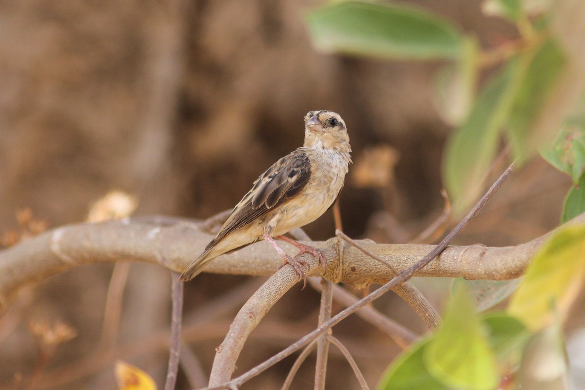 Village Indigobird - ML311439381
