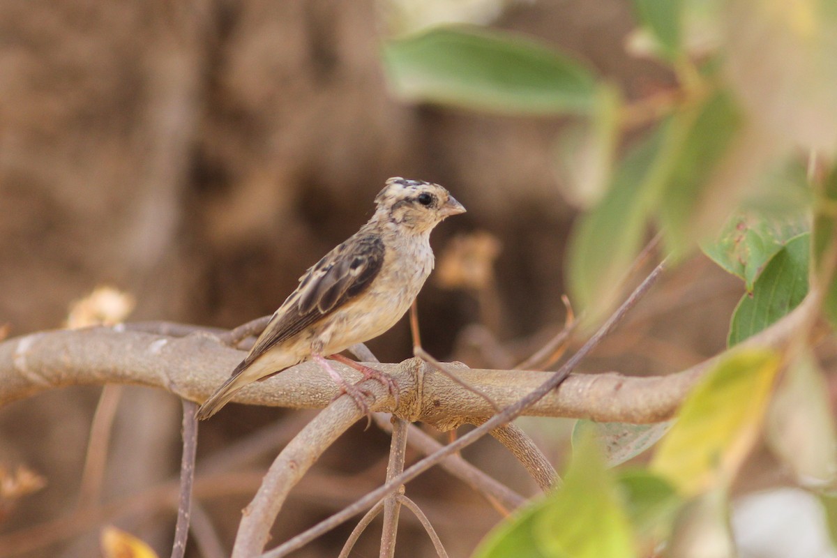 Village Indigobird - ML311439451