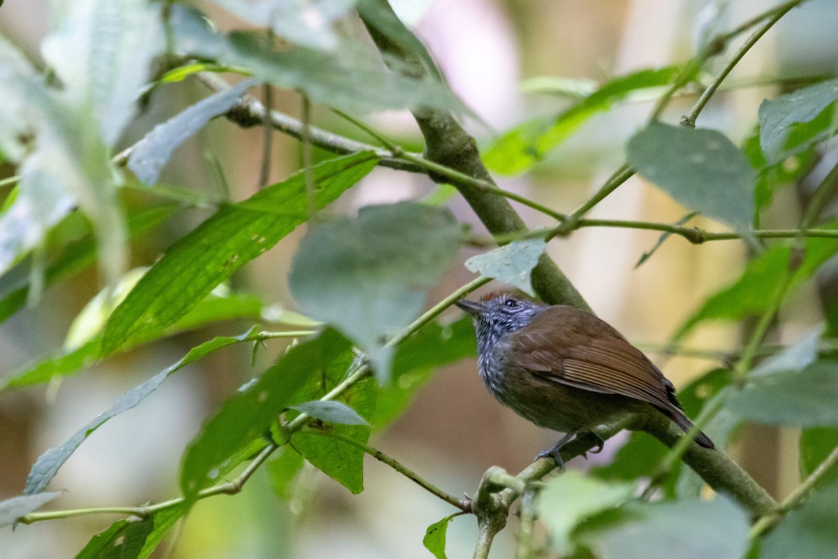 White-streaked Antvireo - Jhonathan Miranda - Wandering Venezuela Birding Expeditions