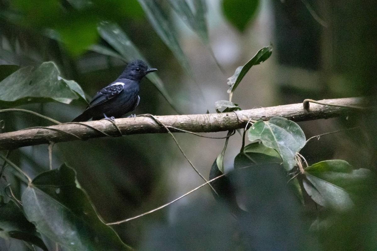 White-streaked Antvireo - Jhonathan Miranda - Wandering Venezuela Birding Expeditions