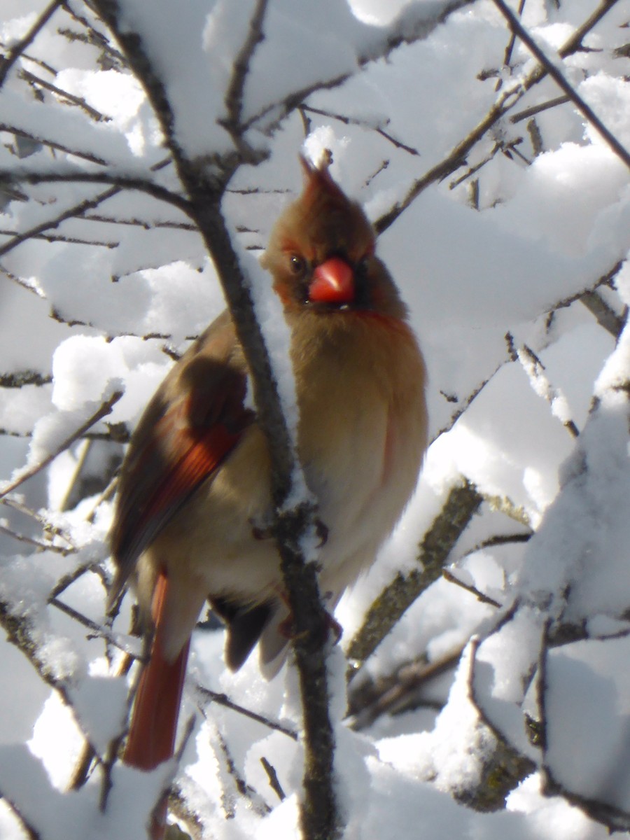 Northern Cardinal - Jocelyne Pelletier