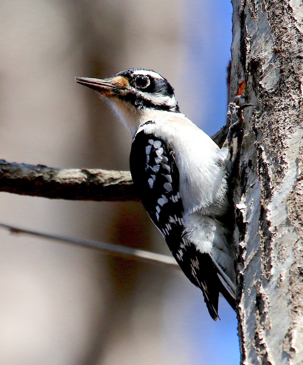 Hairy Woodpecker - ML311441511