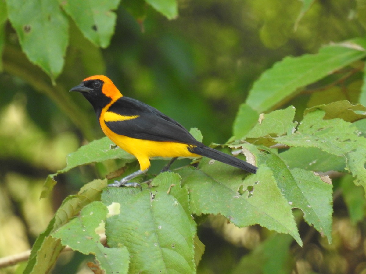 Orange-crowned Oriole - Leandro Niebles Puello