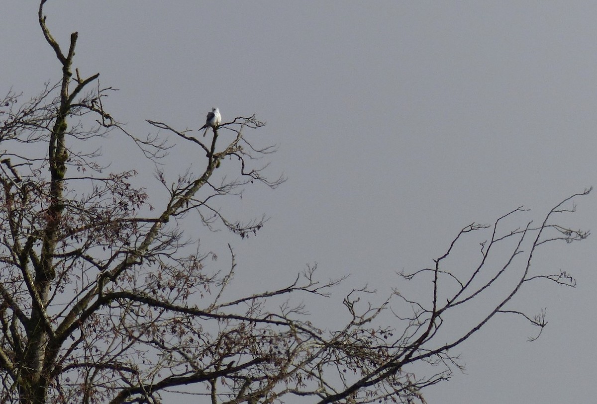 White-tailed Kite - ML311442871
