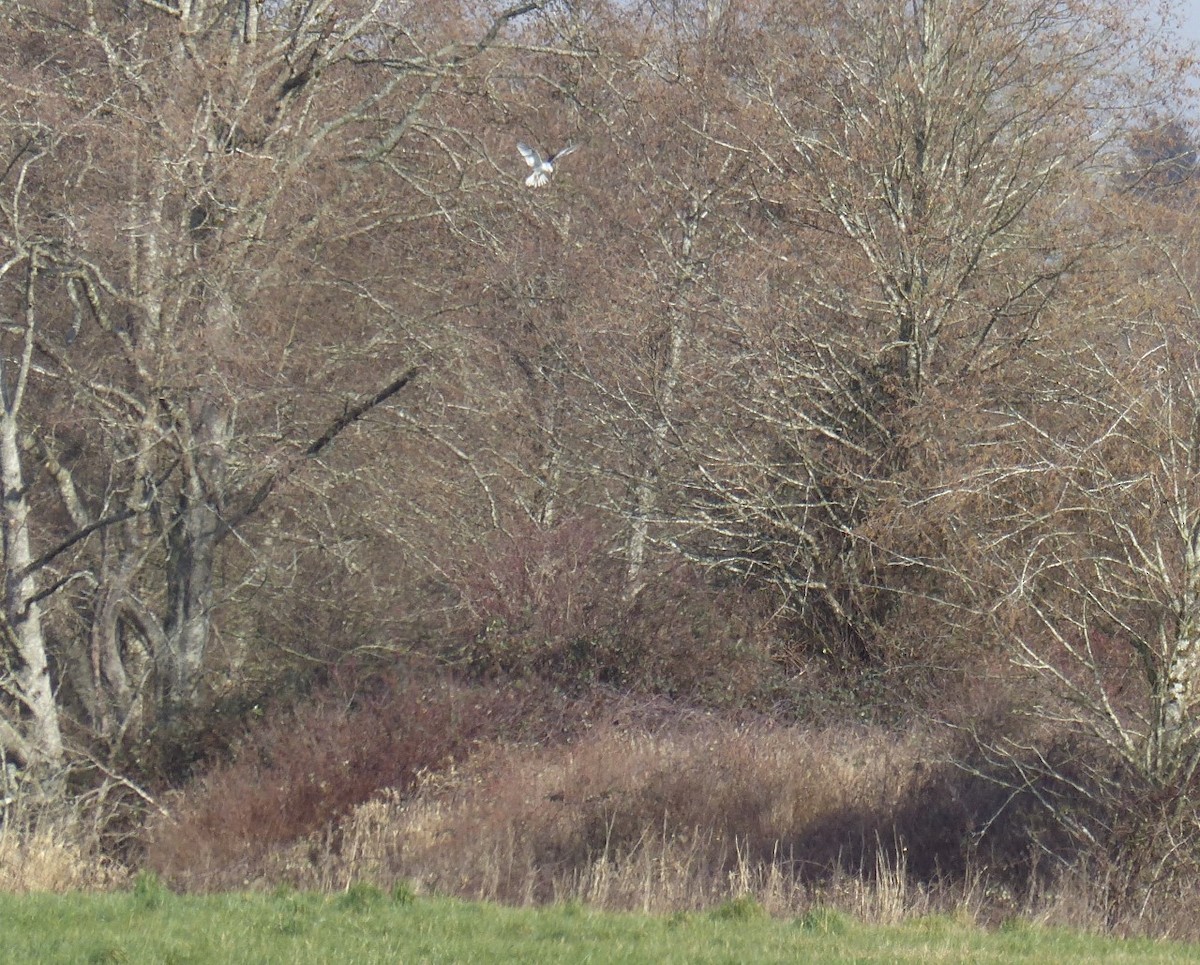 White-tailed Kite - ML311442881