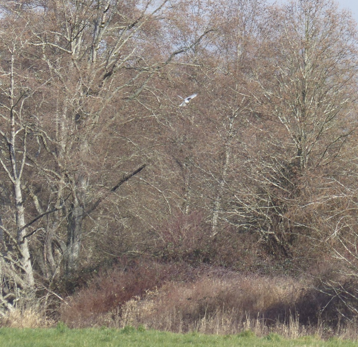 White-tailed Kite - ML311442911