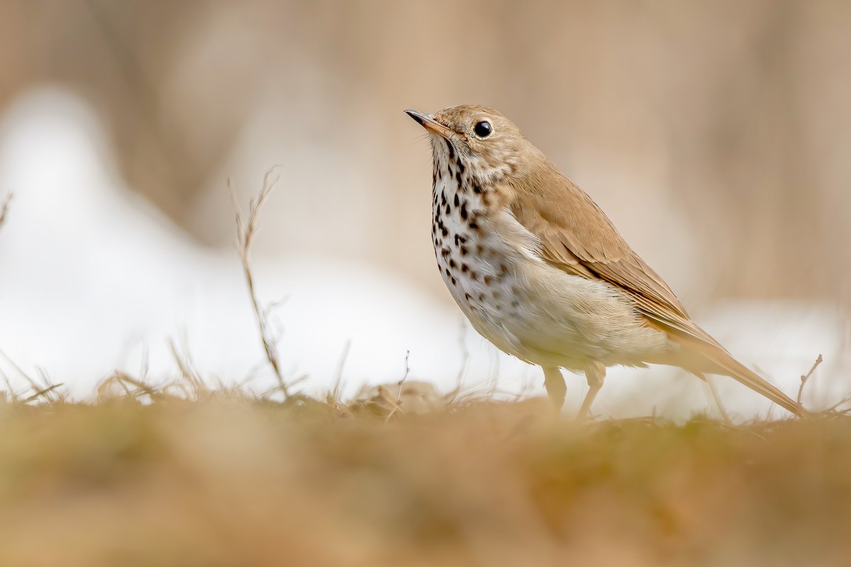 Hermit Thrush - ML311443851