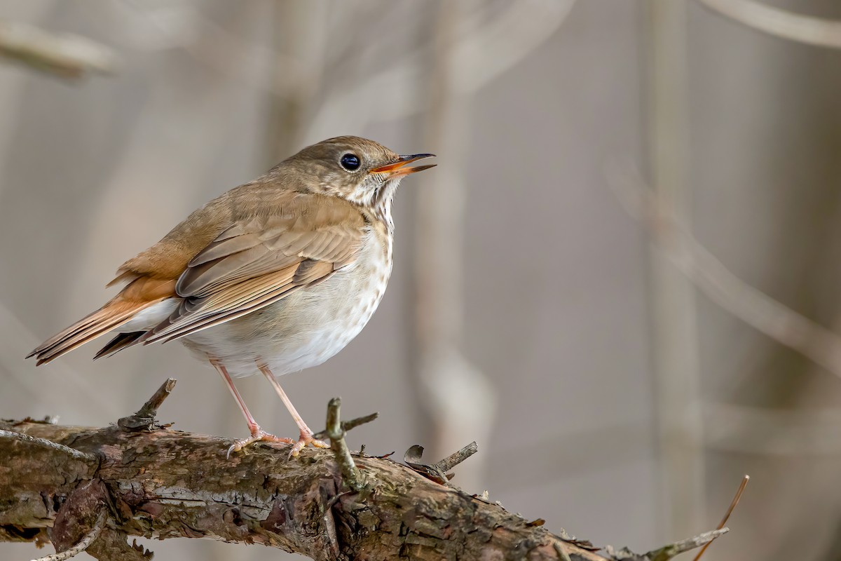 Hermit Thrush - ML311443901