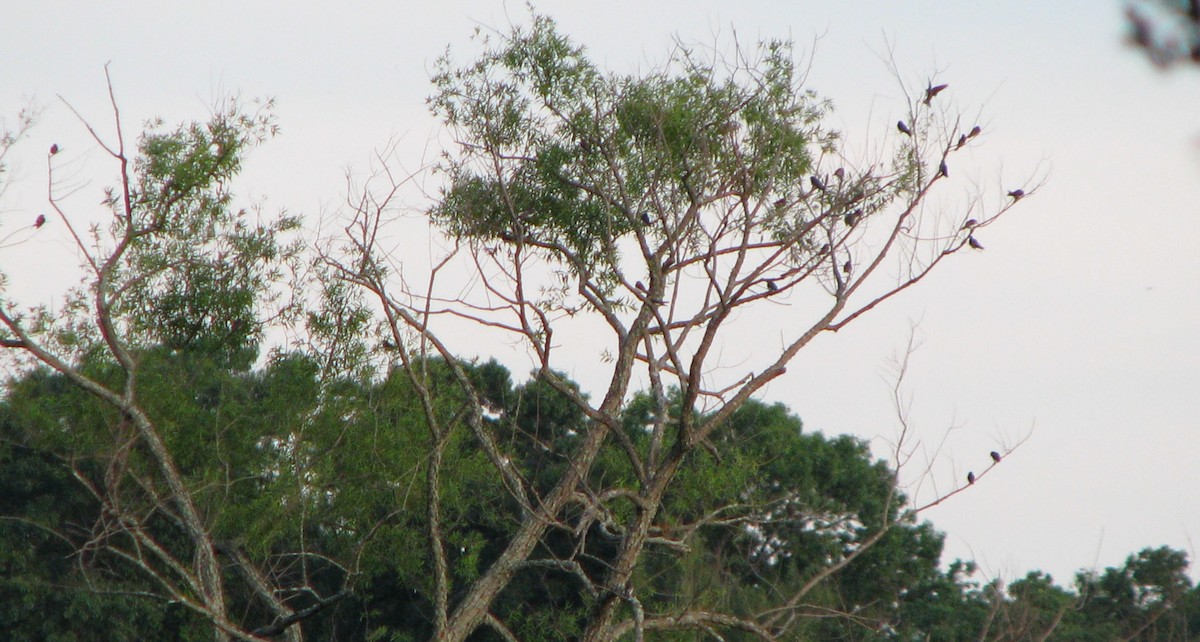 Tree Swallow - ML31144391