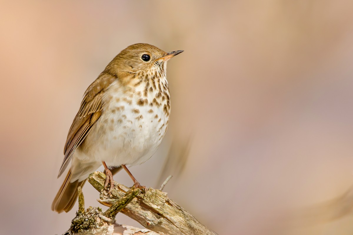 Hermit Thrush - ML311444071