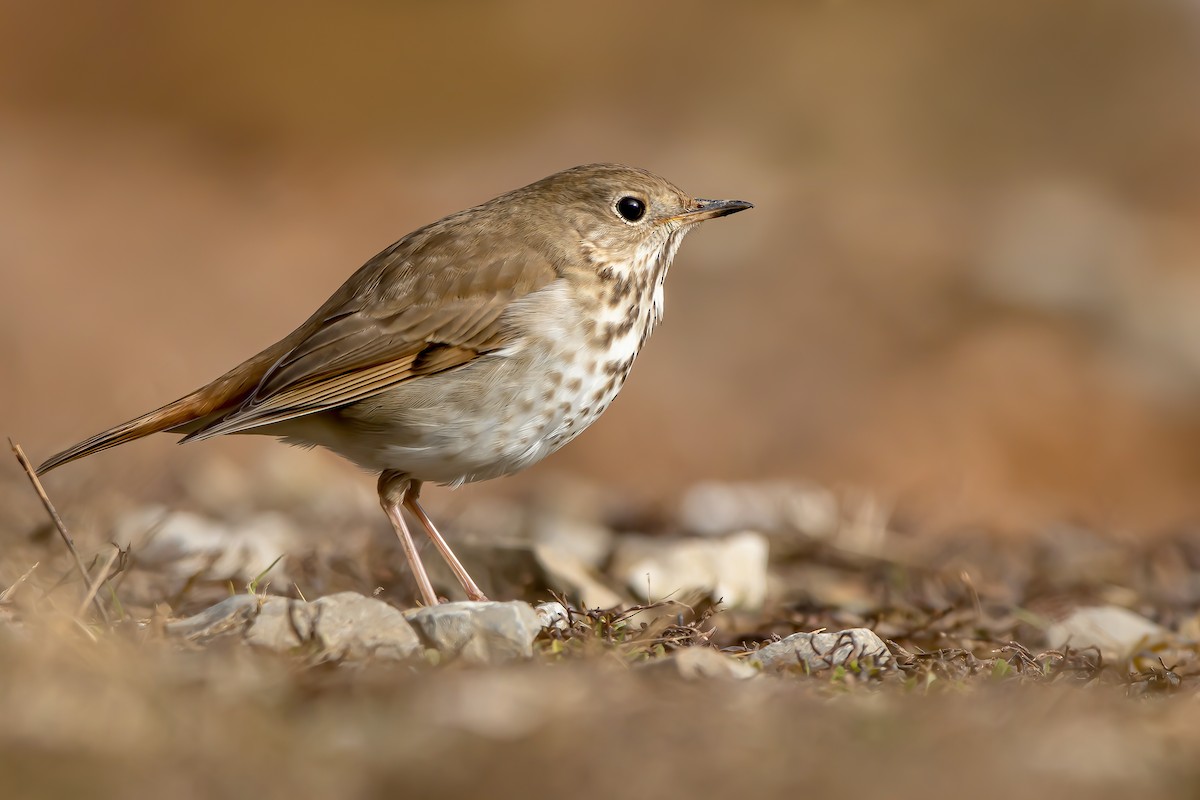 Hermit Thrush - ML311444191