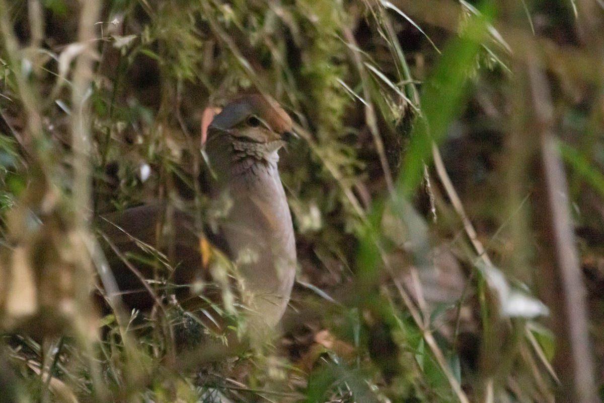 Lined Quail-Dove - ML311445451