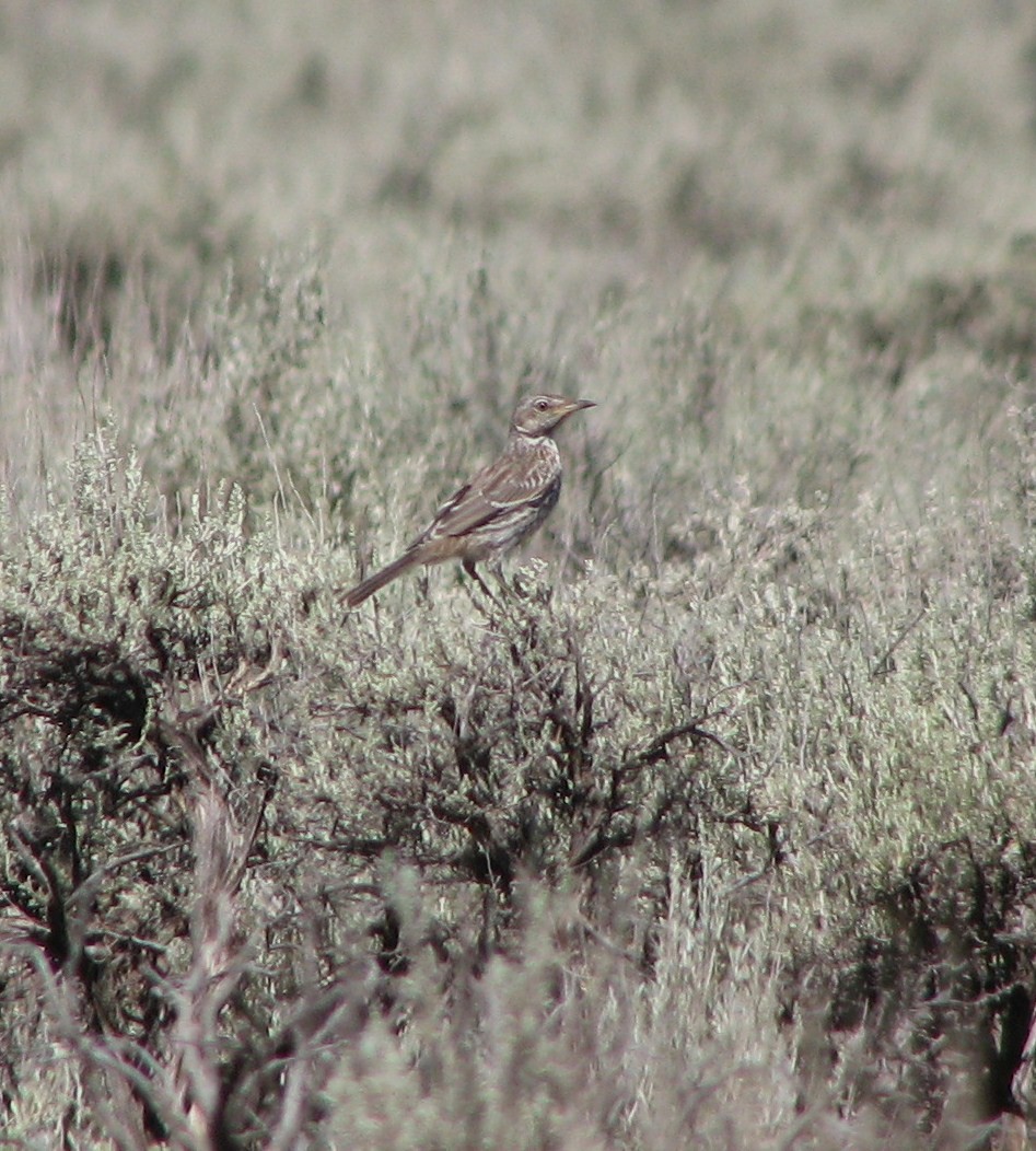 Sage Thrasher - ML31144631