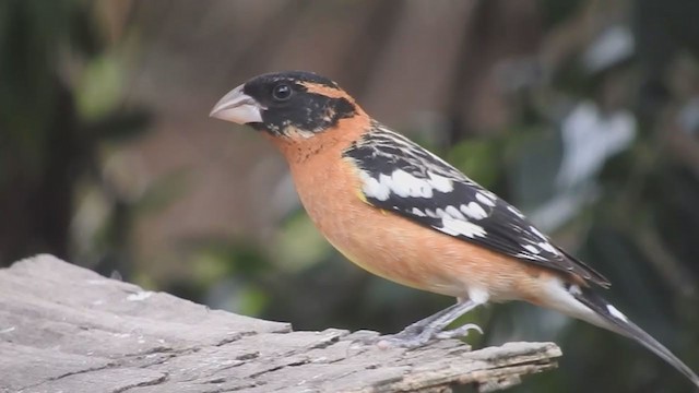 Black-headed Grosbeak - ML311446591