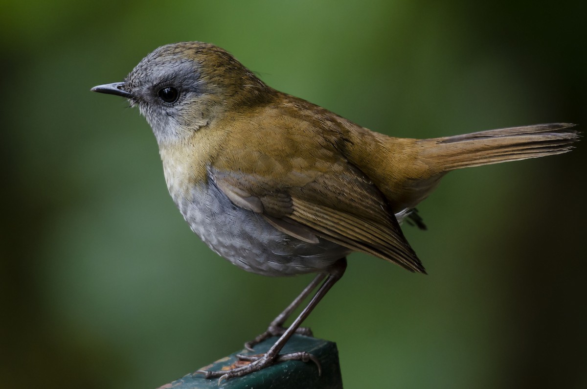 Black-billed Nightingale-Thrush - ML311446831