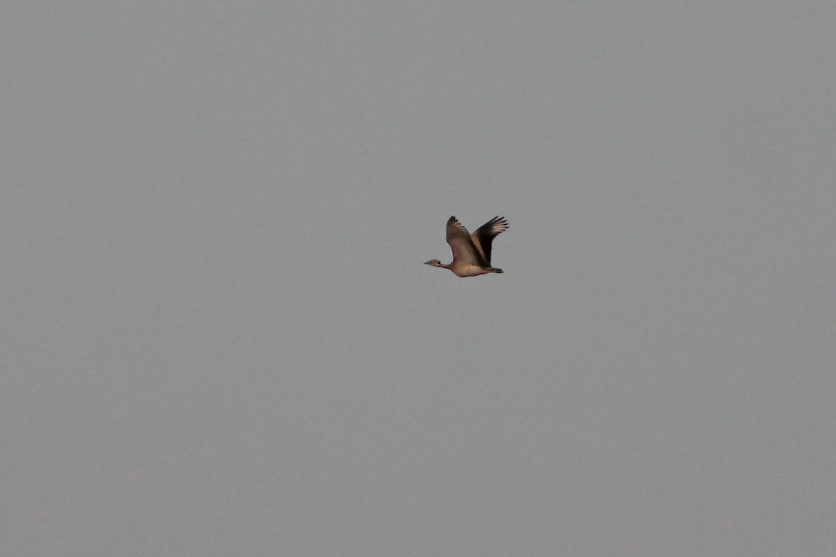 White-bellied Bustard - ML311447271