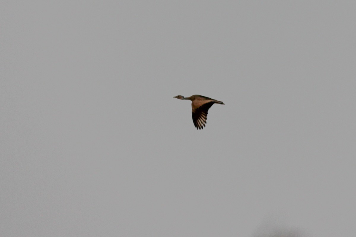 White-bellied Bustard - ML311447291