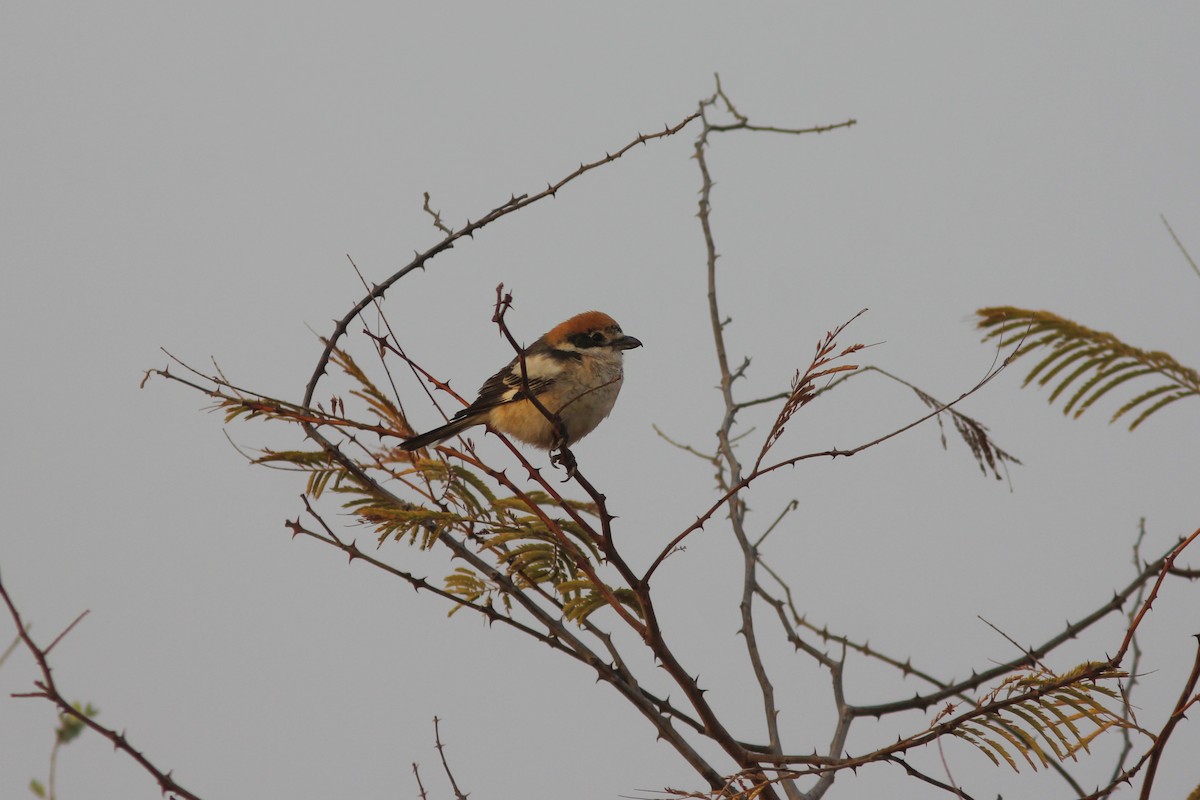 Woodchat Shrike - ML311447541