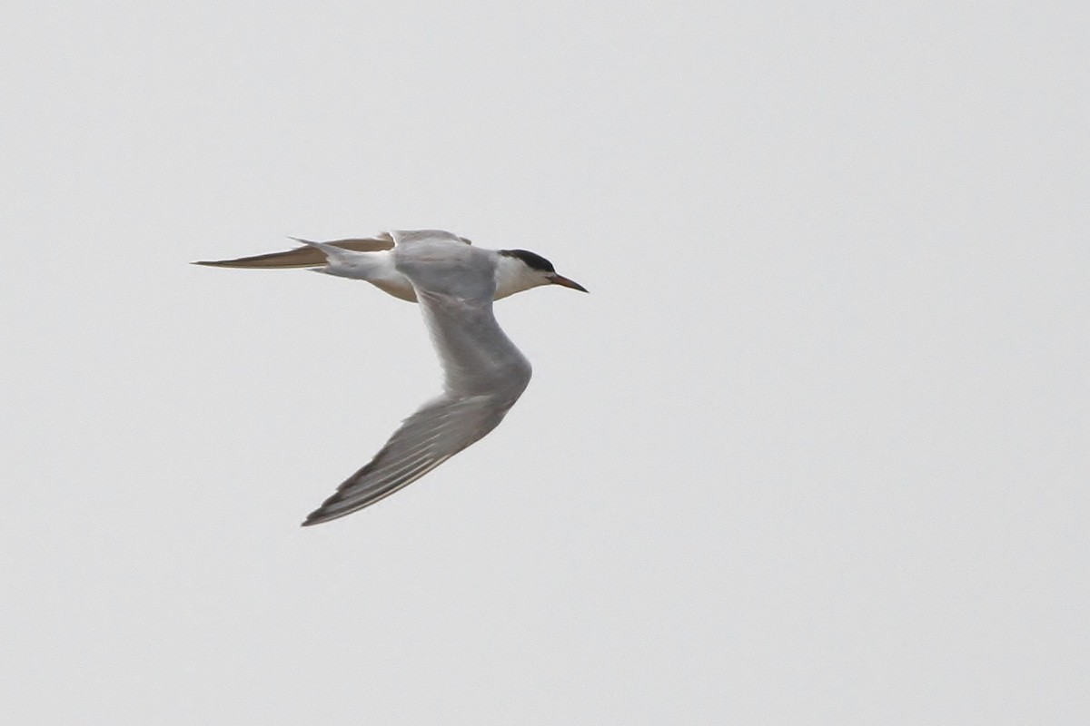 Common Tern - ML31144971