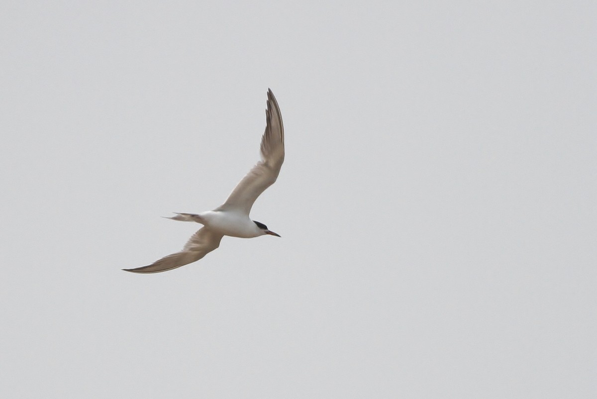 Common Tern - ML31144991