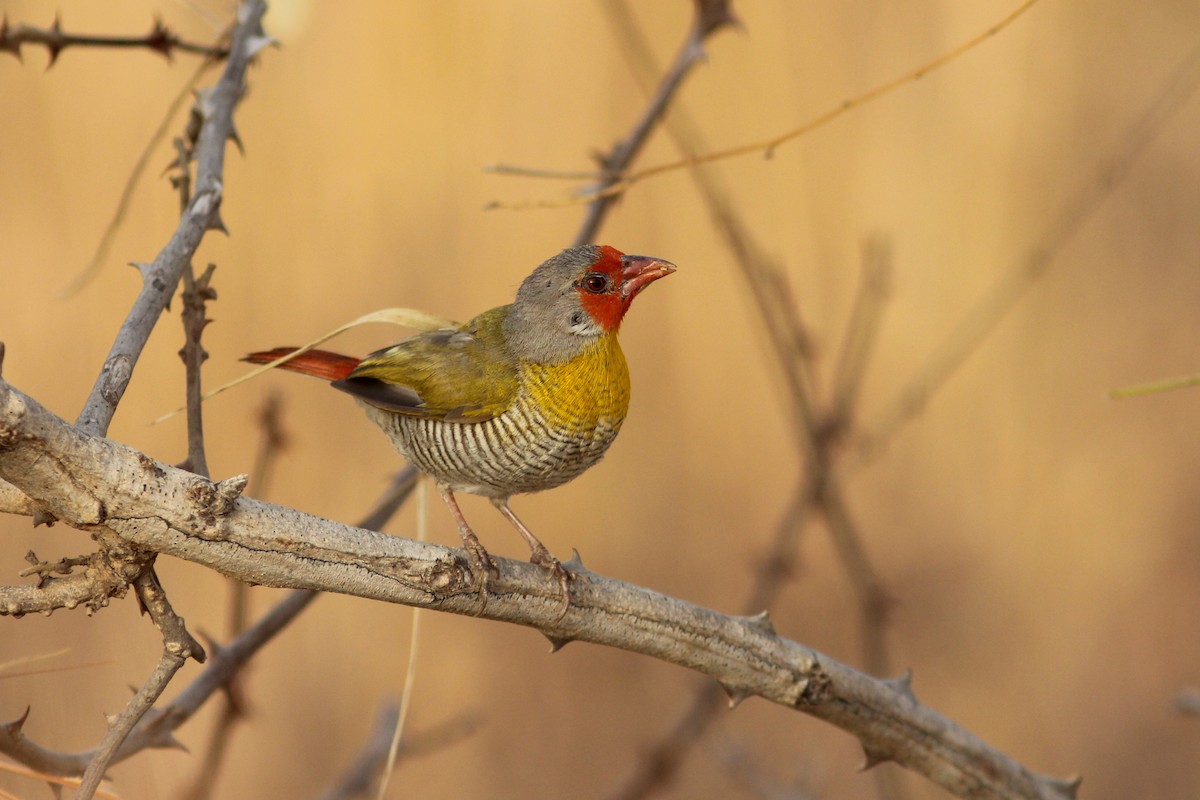 Green-winged Pytilia - ML311450861