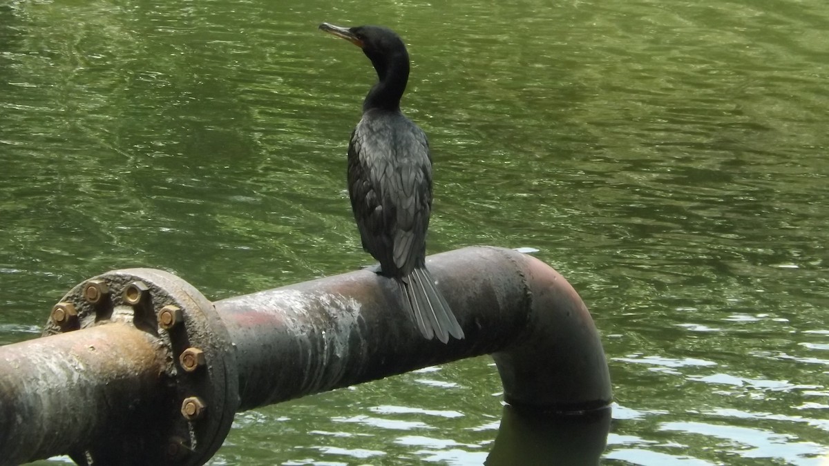 Neotropic Cormorant - ML311450931