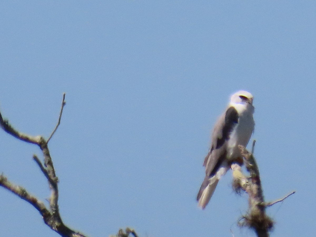 White-tailed Kite - ML311451631