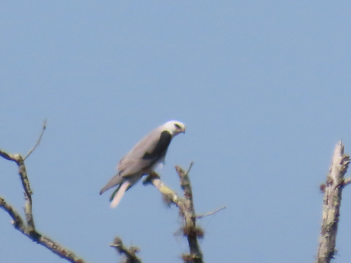 White-tailed Kite - ML311451651