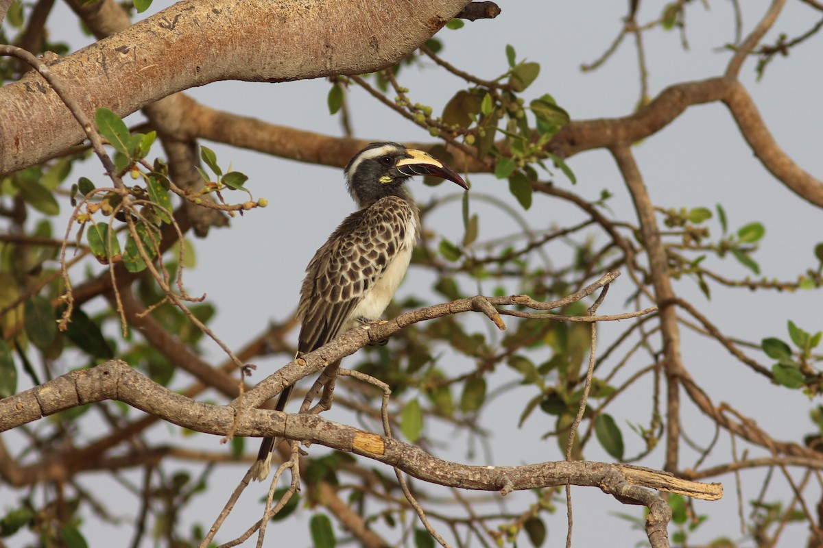 African Gray Hornbill - ML311452091
