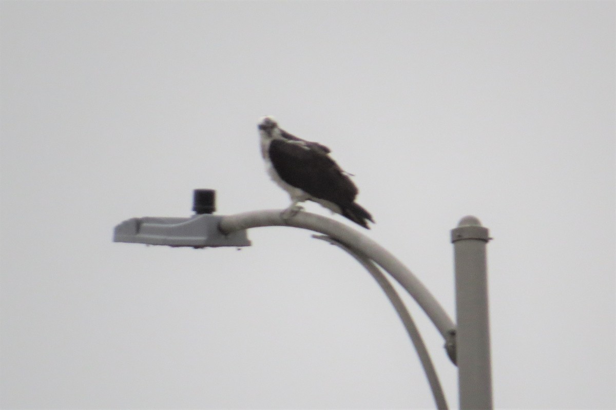 Osprey - ML311452161