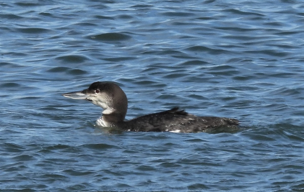 Common Loon - Carol Baird Molander