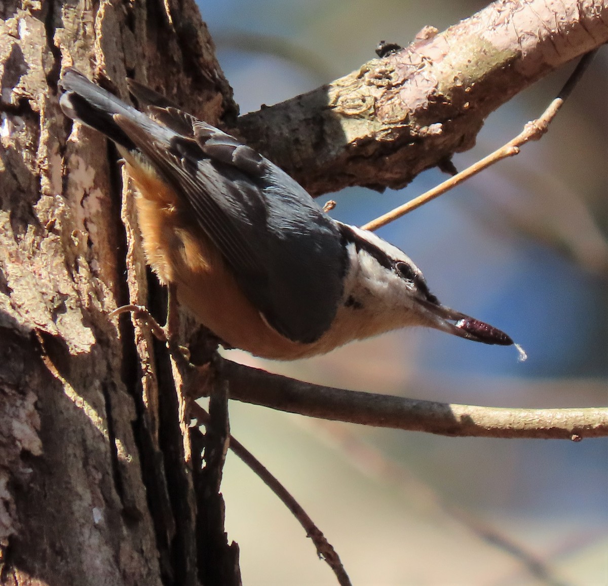 Red-breasted Nuthatch - ML311452601