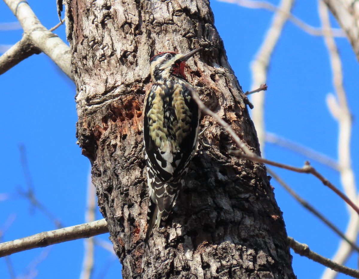 Yellow-bellied Sapsucker - ML311452841