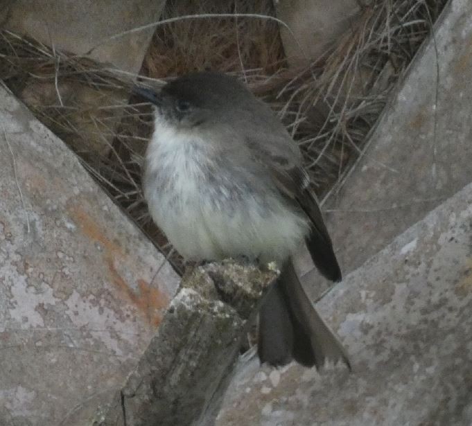 Eastern Phoebe - ML311453361