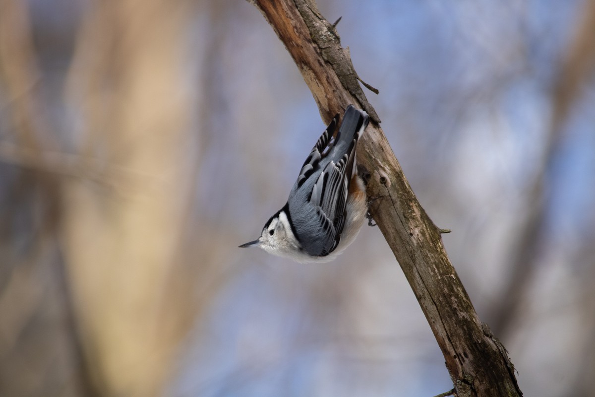 White-breasted Nuthatch (Eastern) - ML311454531