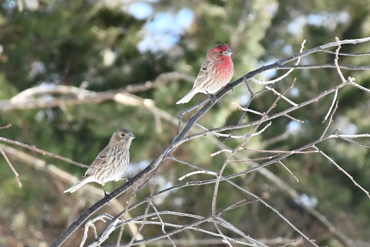 House Finch - ML311454551