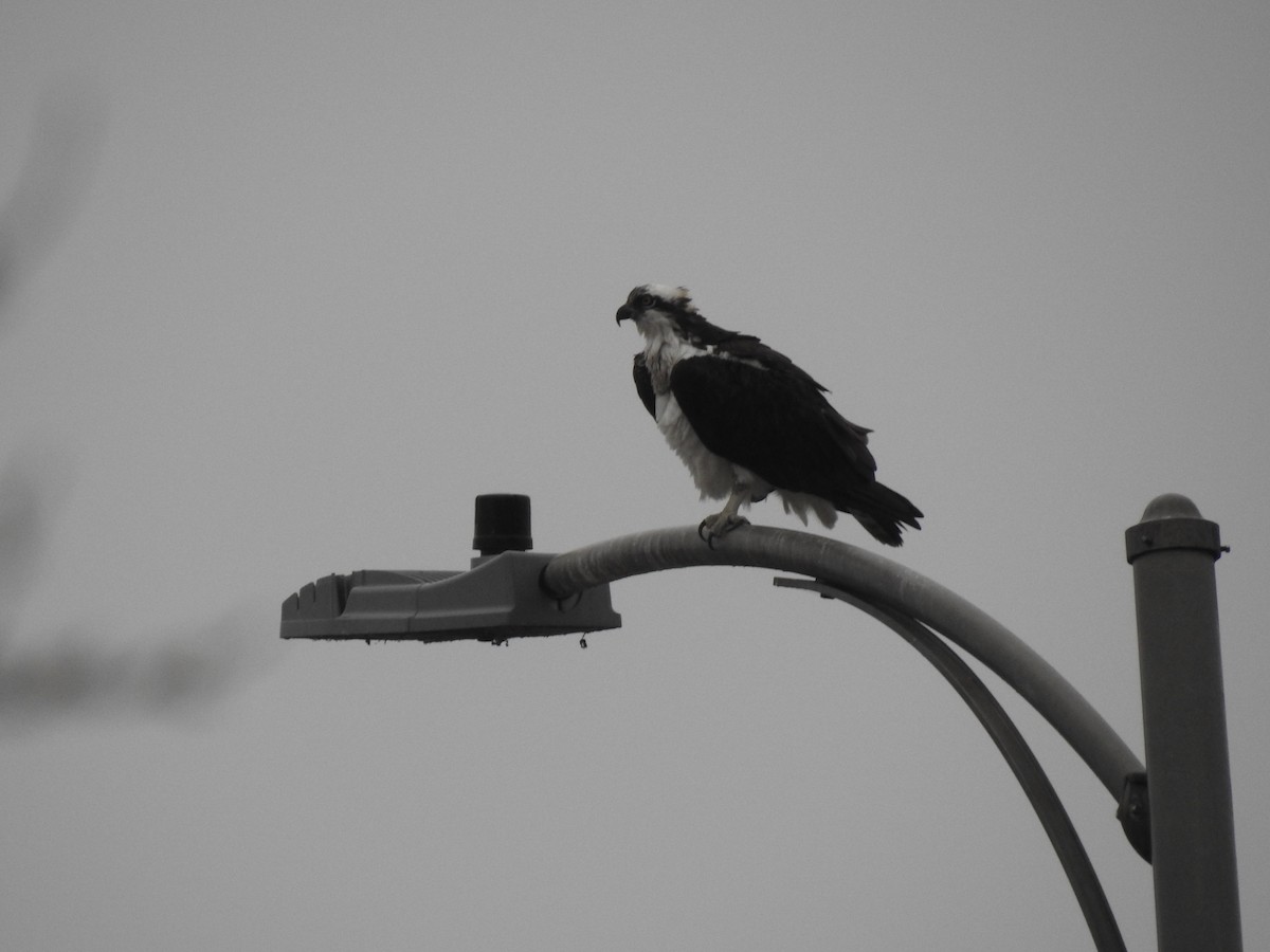 Osprey - ML311454881